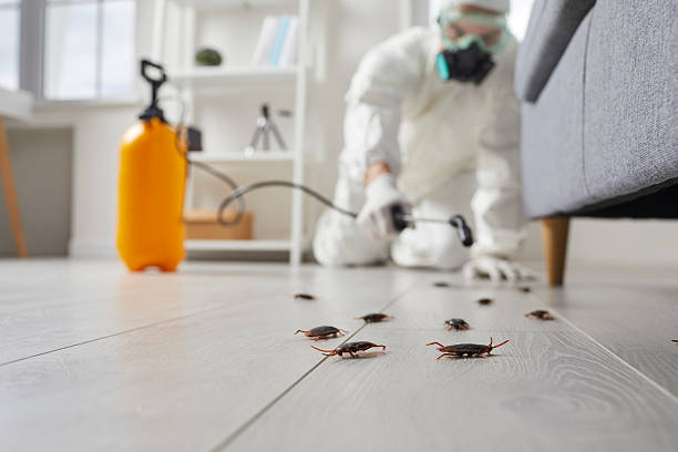 Affordable Termite Control solutions in Silver Lake, OH
